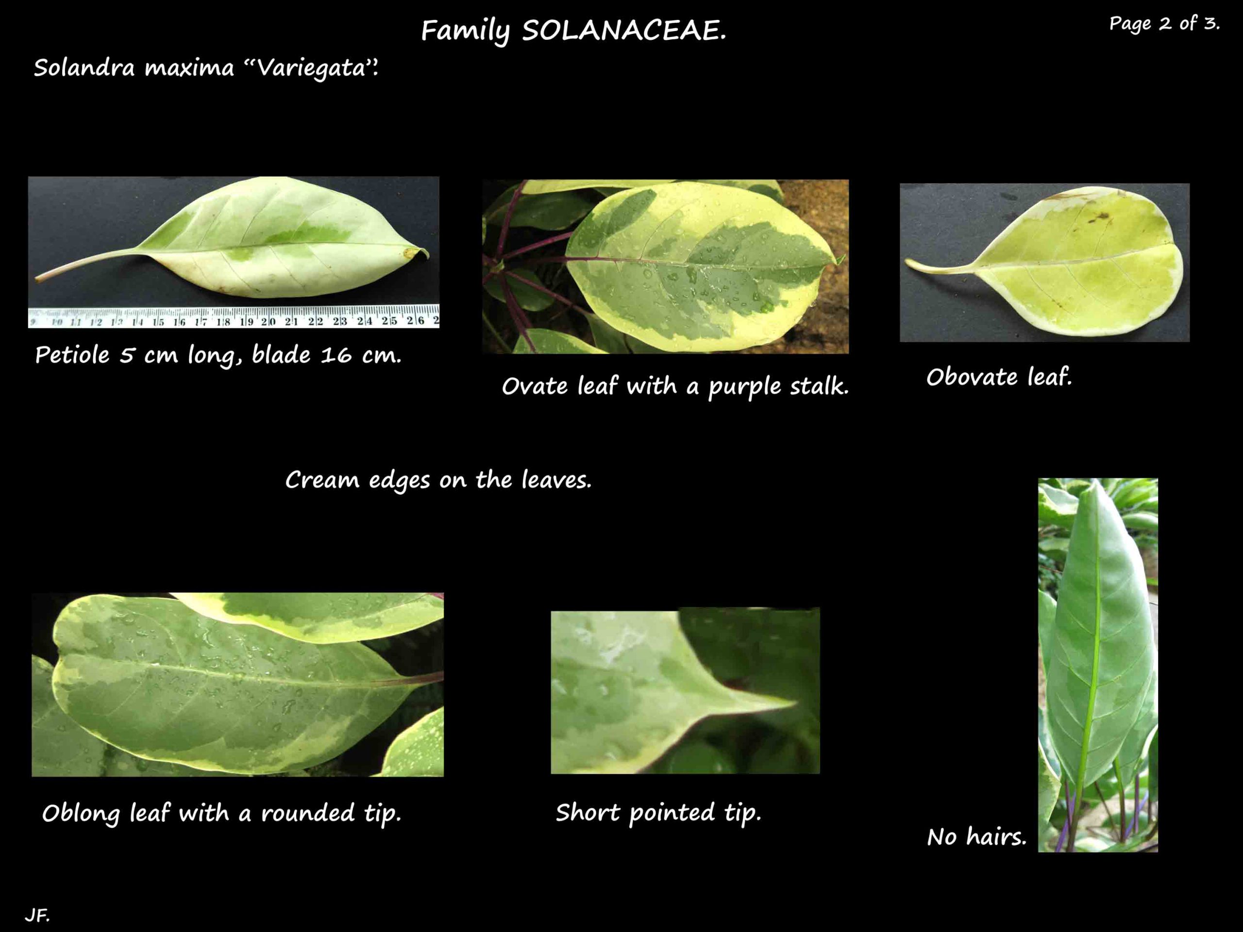 2 Solandra 'Variegata' leaves